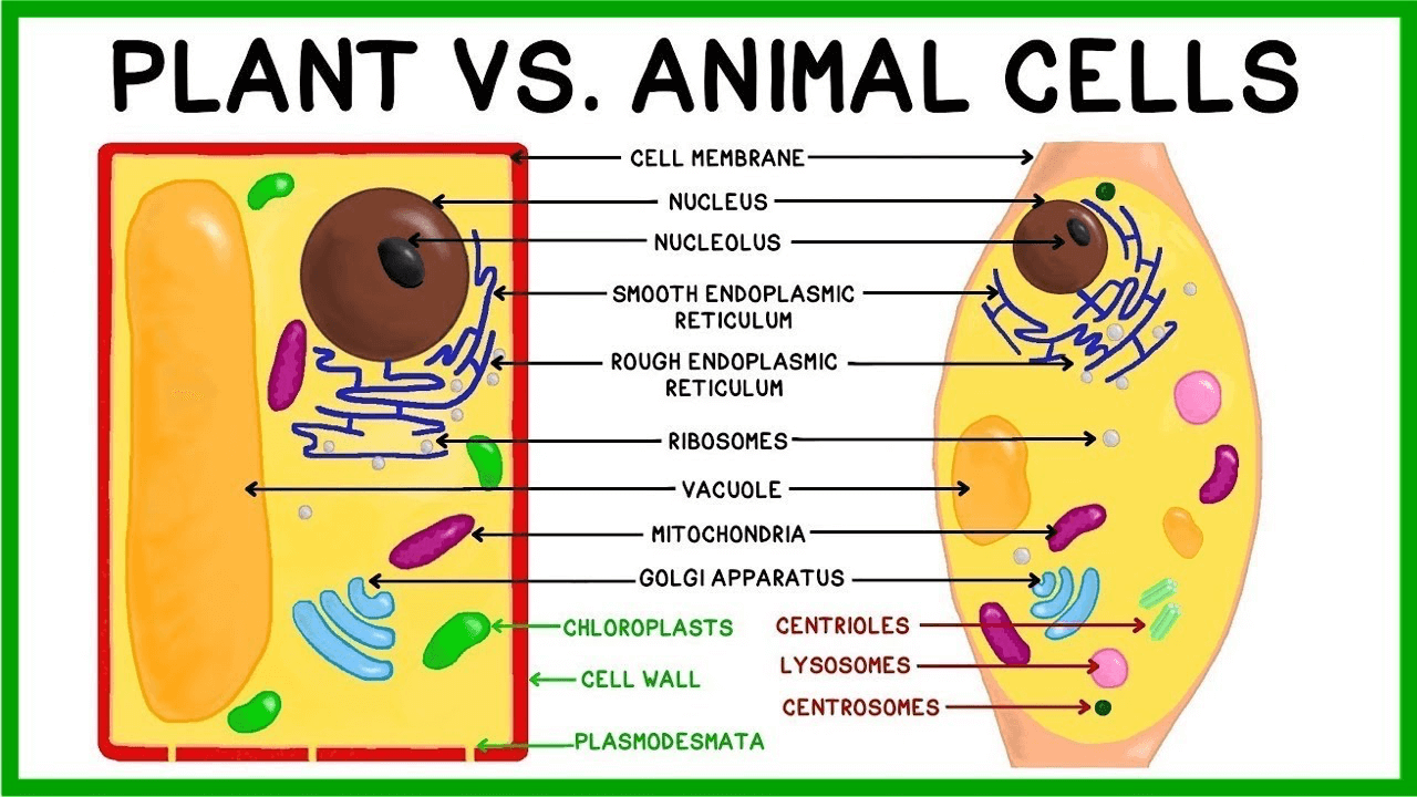   plant and animal cells