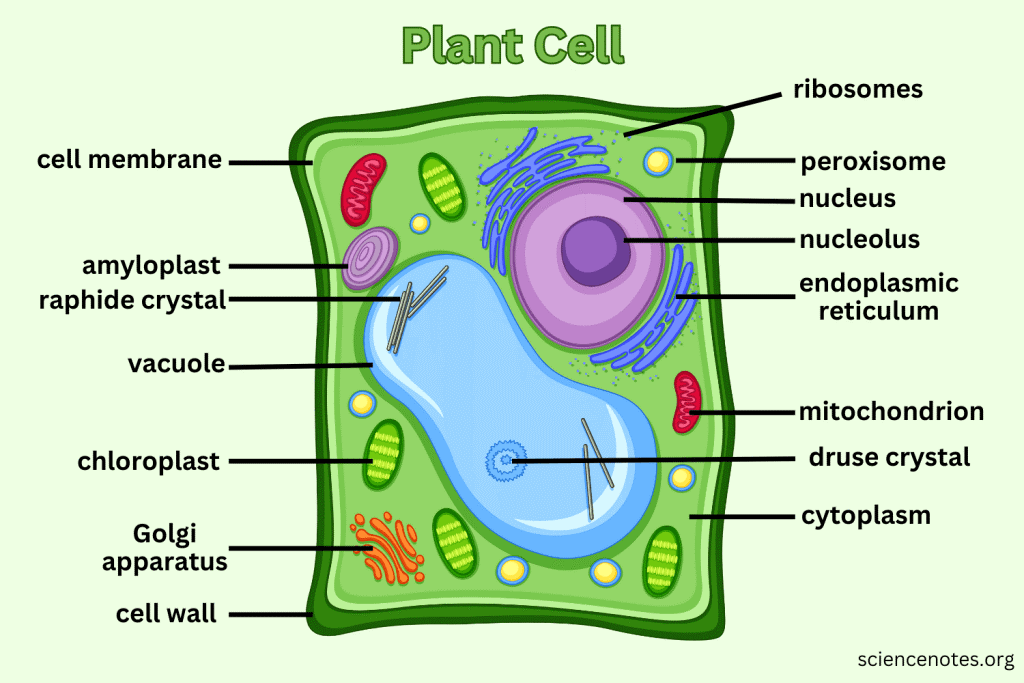 Types of cells 