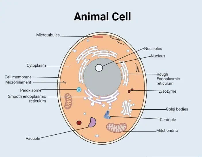 plant cells