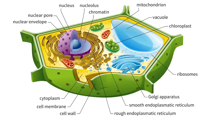 plant cells have Chloroplasts